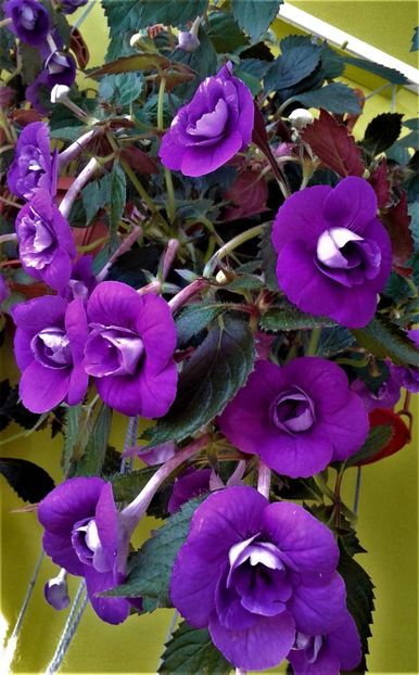 20200905_091535-2 - 000014 ACHIMENES