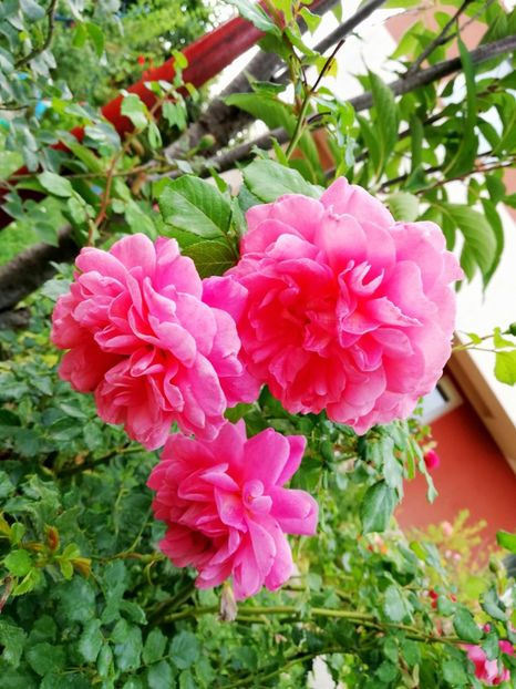  - Christopher Marlowe