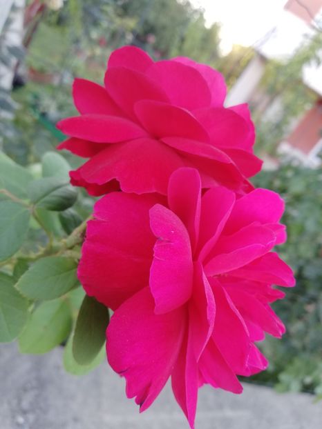  - Tess of de Ubervilles