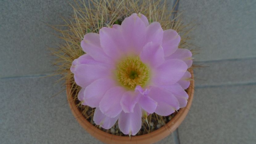 Acanthocalycium spiniflorum - Cactusi 2020 evolutie vara bis