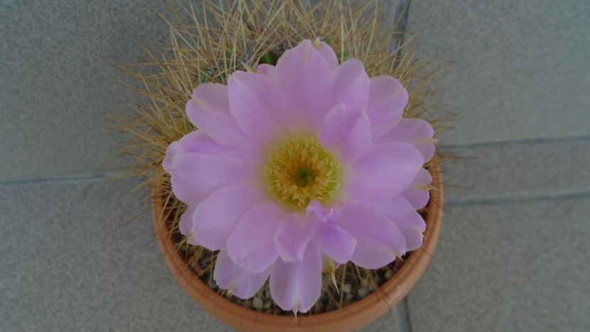 Acanthocalycium spiniflorum - Cactusi 2020 evolutie vara bis