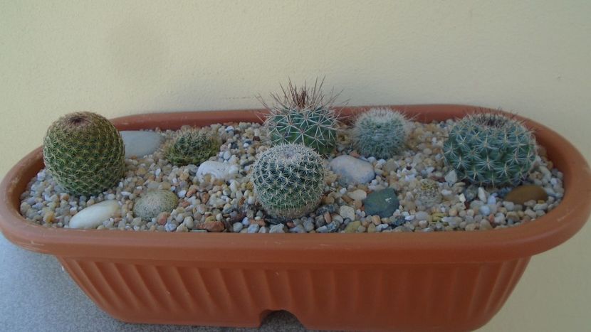 Grup de 8 Mammillaria - Cactusi 2020 evolutie vara bis