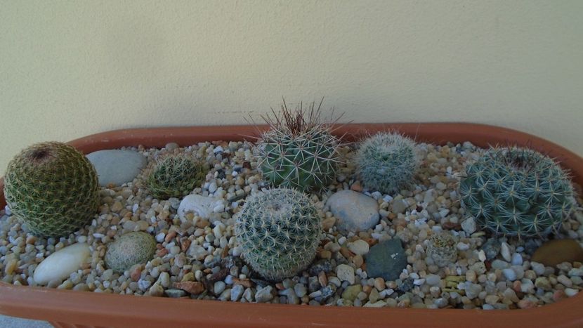 Grup de 8 Mammillaria - Cactusi 2020 evolutie vara bis