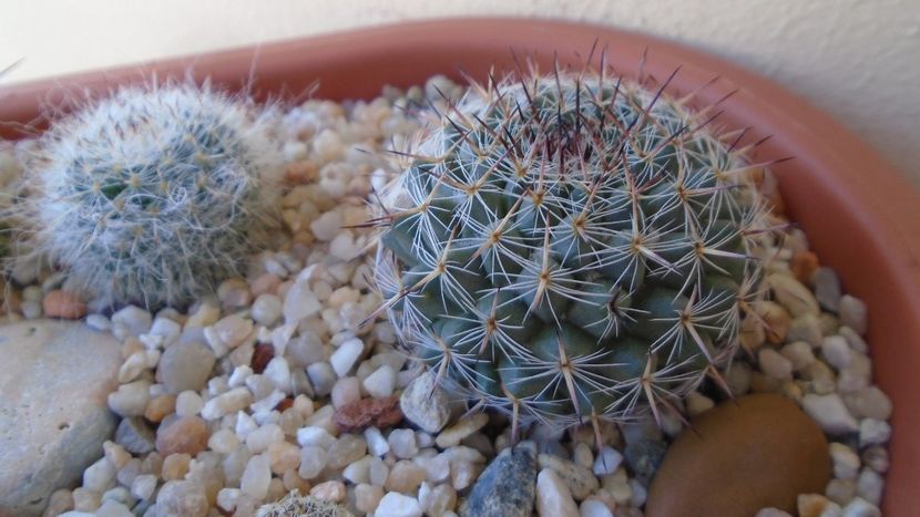 Mammillaria sp. - Cactusi 2020 evolutie vara bis