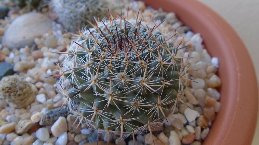 Mammillaria sp. - Cactusi 2020 evolutie vara bis