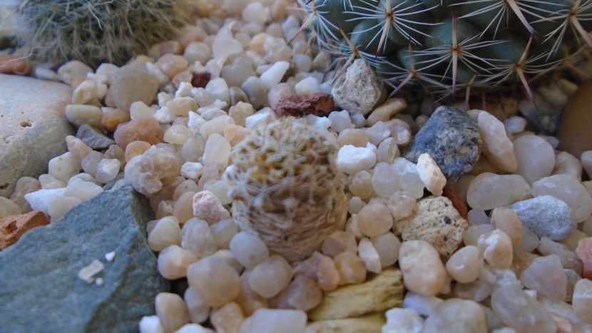 Mammillaria standleyi - Cactusi 2020 evolutie vara bis