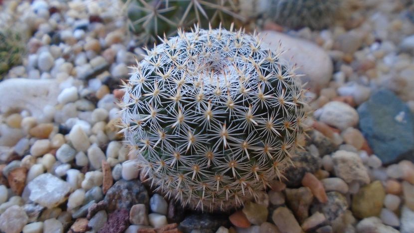 Mammillaria perbella - Cactusi 2020 evolutie vara bis