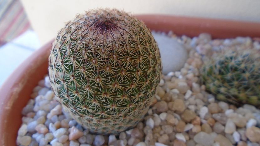 Mammillaria sp. - Cactusi 2020 evolutie vara bis