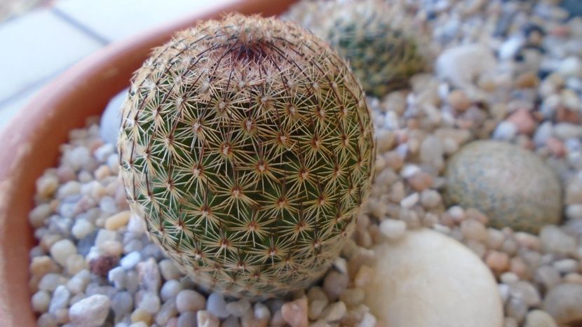 Mammillaria sp. - Cactusi 2020 evolutie vara bis