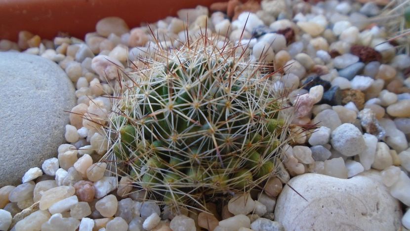 Mammillaria picta - Cactusi 2020 evolutie vara bis