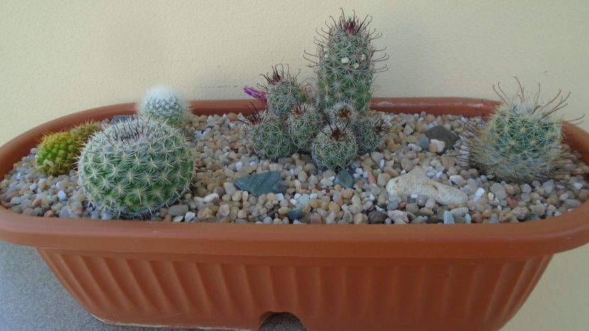 Grup de 5 Mammillaria - Cactusi 2020 evolutie vara bis