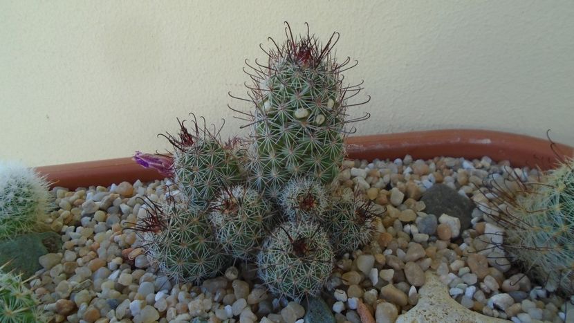 Mammillaria fraileana - Cactusi 2020 evolutie vara bis