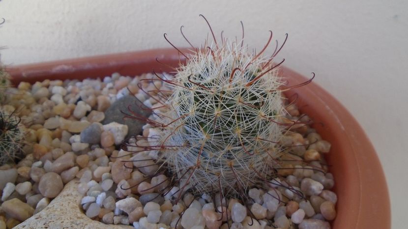 Mammillaria longiflora - Cactusi 2020 evolutie vara bis