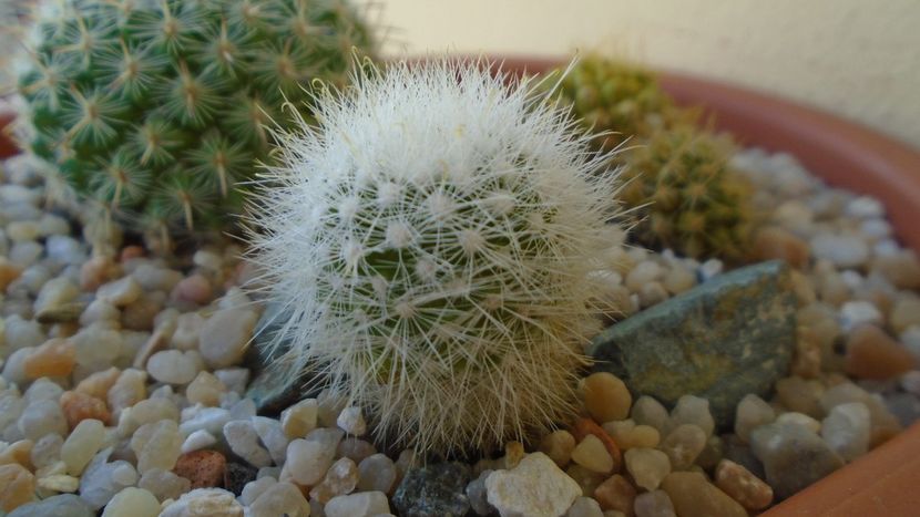 Mammillaria boolii - Cactusi 2020 evolutie vara bis
