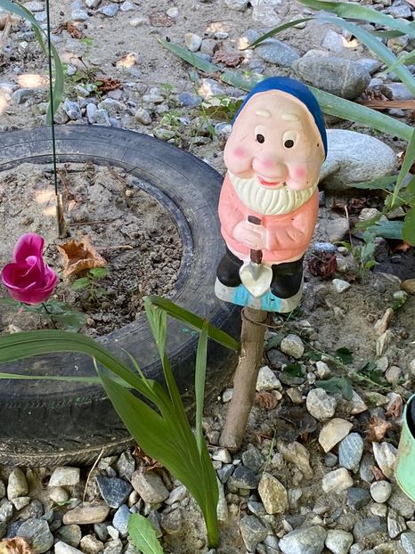 6FA85958-12BC-4814-BACC-040BAED499CB - Achiziții grădina 2020