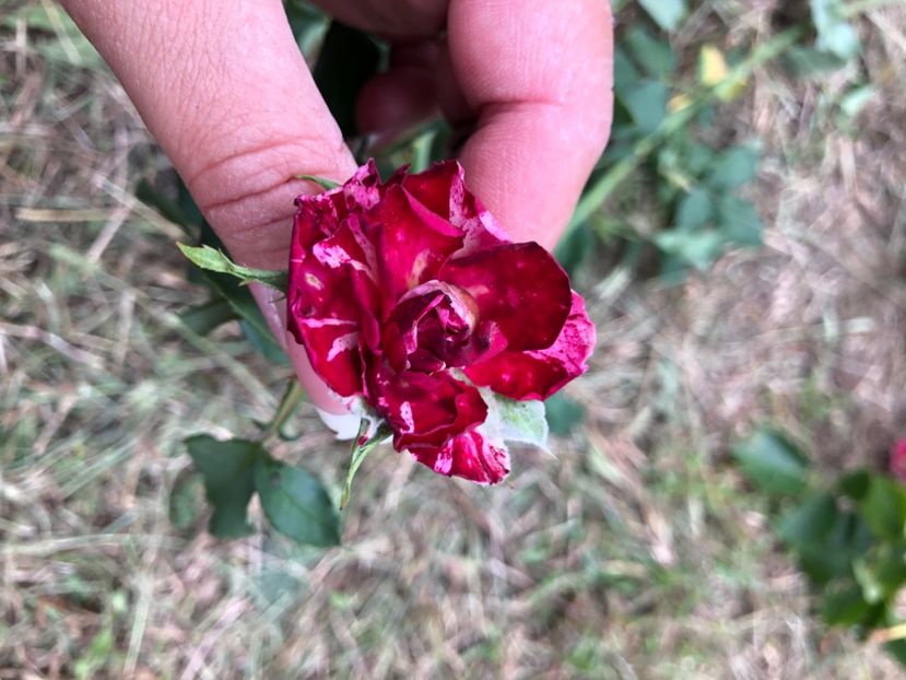 E09D887B-37D4-4B8E-8070-1F46D09BB472 - Florile mele 2020