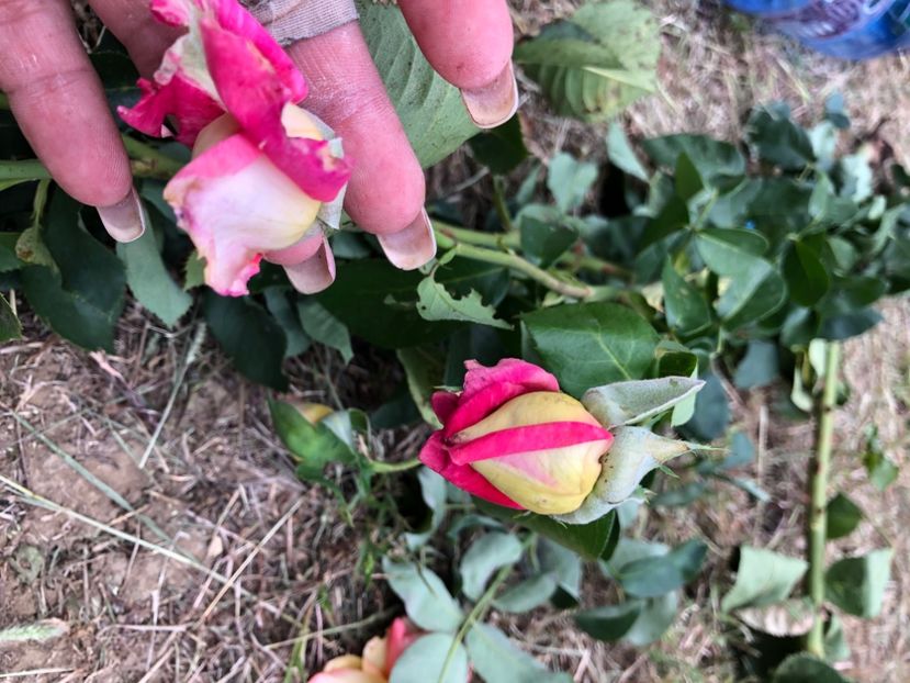 52499C24-F2CC-468D-A99C-6E08469A3752 - Florile mele 2020