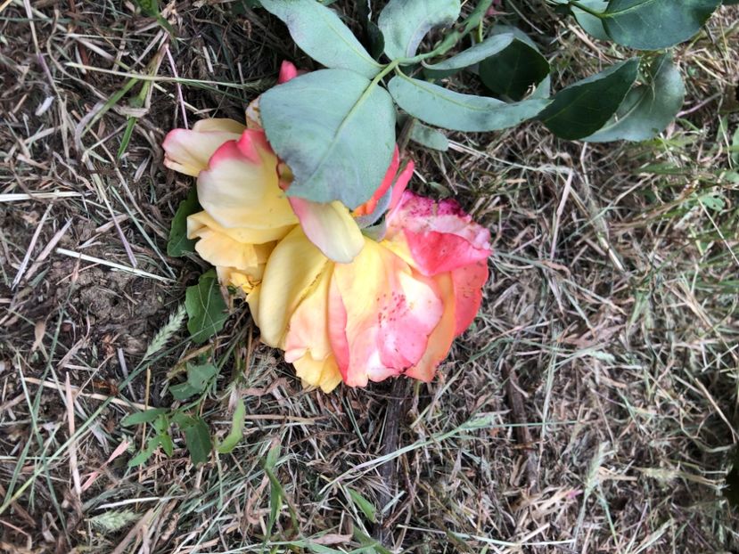 D8B72344-0EE0-4157-88B2-6EBAE5D288B8 - Florile mele 2020