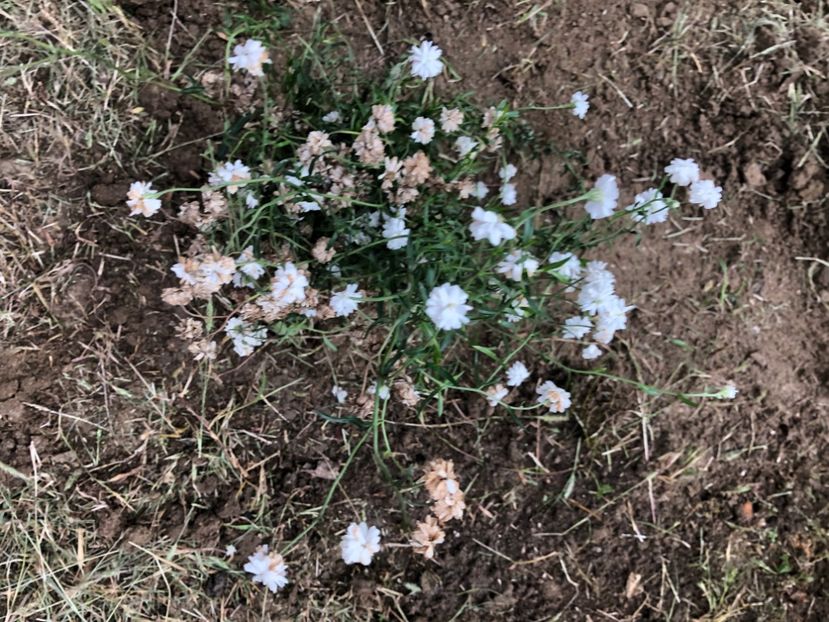 B5A4243A-CA16-4C5B-B0E9-D5B3F49CBF0A - Florile mele 2020