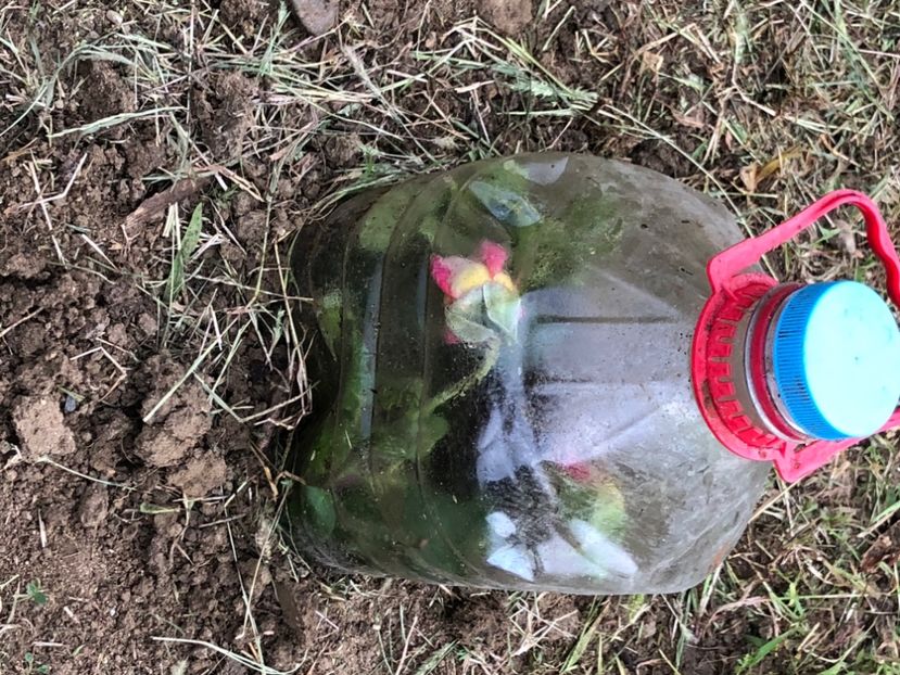 D7D28EF2-9886-4308-8EB8-7B8A2B6485B6 - Florile mele 2020