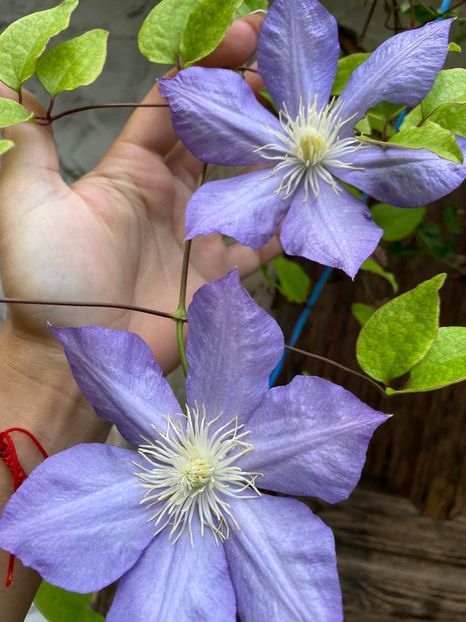 092629C3-D1E2-4452-B988-65E2A5A88529 - Florile mele 2020