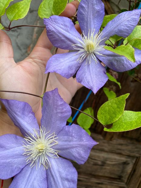 AF6B7CDF-B388-4EEA-8685-B06095F1528E - Florile mele 2020