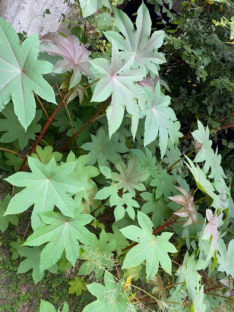 7501E4B3-93BA-481D-A7F6-FFEAC2186FB0 - Florile mele 2020