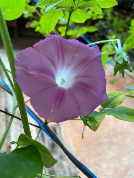 8AE4218A-0FE7-433F-B57B-02C0A8459179 - Florile mele 2020