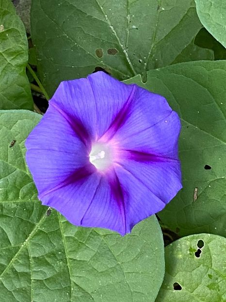 3033B293-3C27-4C03-8BBD-711E4E5A3946 - Florile mele 2020