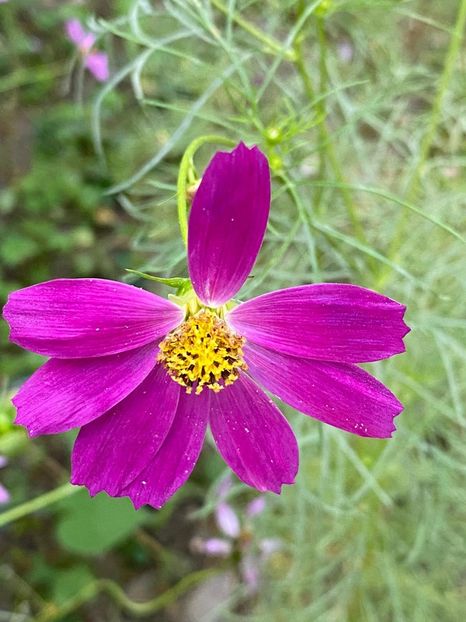 72CB7221-0642-43F9-A468-27BEDE774BE5 - Florile mele 2020