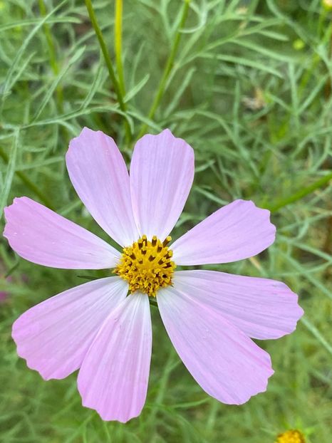 B48A50AA-8094-44AB-8F17-42D84F651D60 - Florile mele 2020