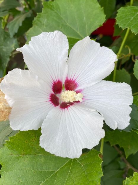 43E7FE0E-6EC4-4A12-8749-6FC31B720795 - Florile mele 2020