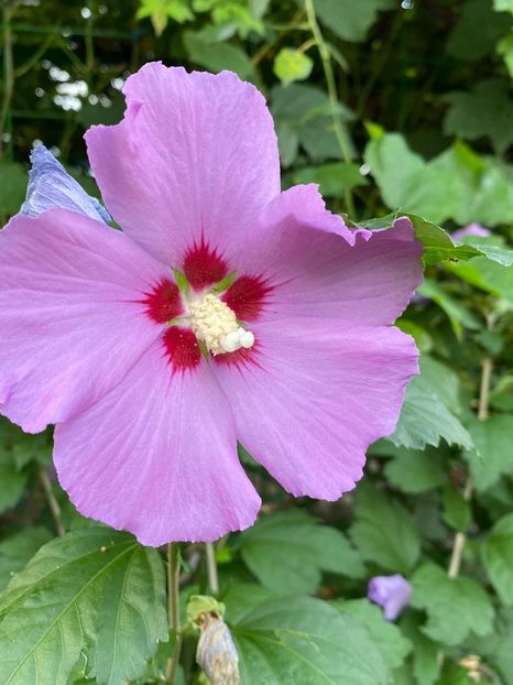 D86CA0FF-84C0-4F86-B323-8D919BD65131 - Florile mele 2020