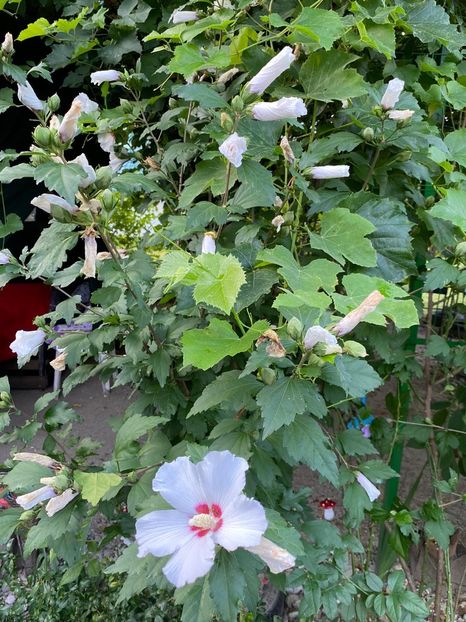 44C37AF5-D505-4EE7-8103-1E4A317B86E6 - Florile mele 2020