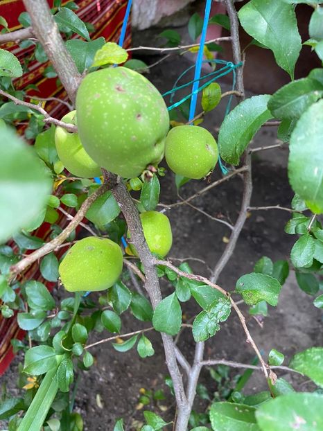 B642FF95-1BEC-47E5-AD15-3E0FBFD5E745 - Florile mele 2020