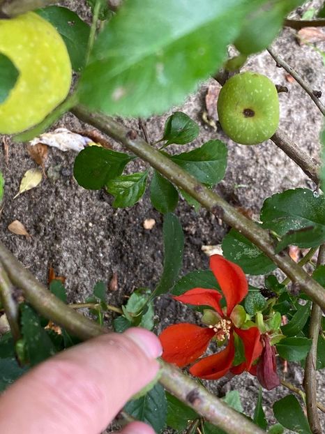 38CE272F-F0CA-4E55-920B-622B3DDBBE40 - Florile mele 2020