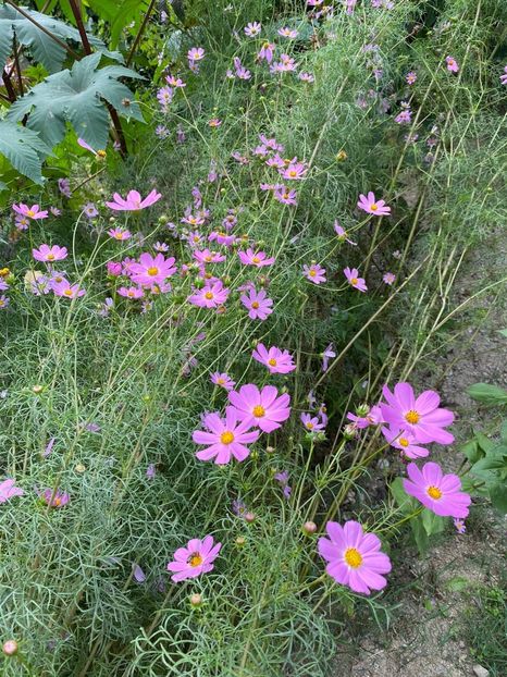 A3A511A0-AA35-4D3F-8B4E-EBFE39A05F16 - Florile mele 2020