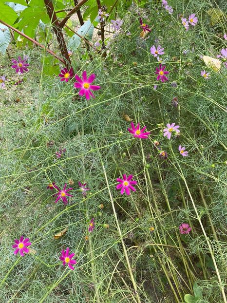 E549B96C-3673-4945-830D-321F2753A35D - Florile mele 2020