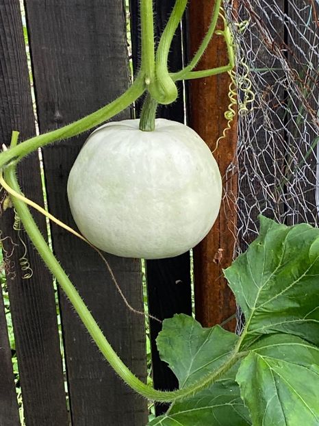 86C422EB-02E6-4A88-B6F9-80983D6A7601 - Florile mele 2020