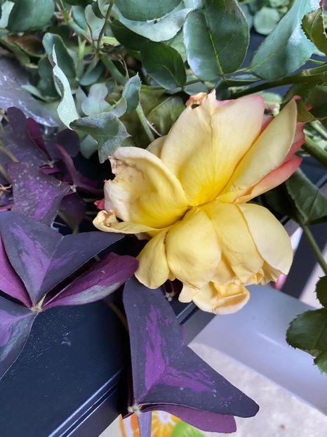 2DE6913A-71F7-49B7-BD22-026CEE8983F2 - Florile mele 2020