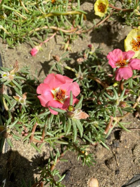 8657FAAC-73E7-4643-8367-5A101C7CE086 - Florile mele 2020