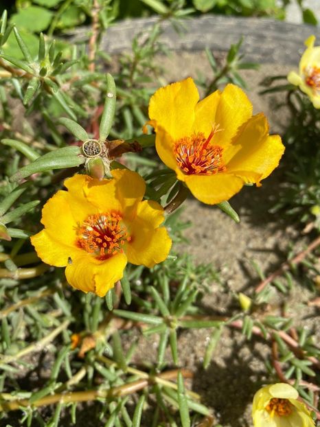 232E5A68-60F6-474C-BE74-8A505E73AF2B - Florile mele 2020