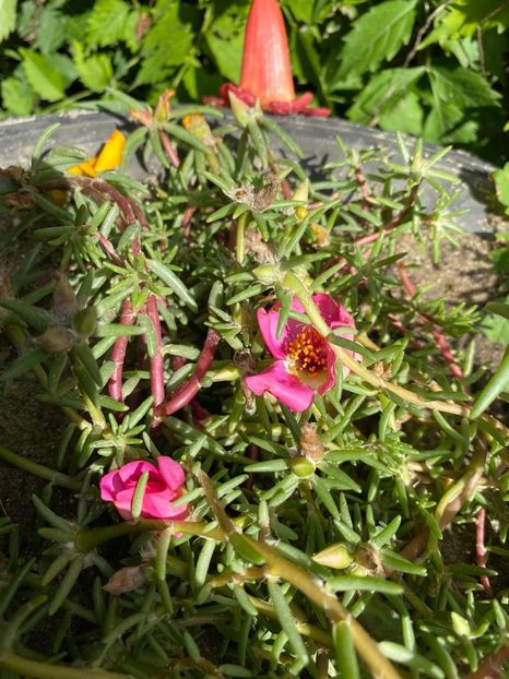 0305036D-DFE6-48C2-9676-E8810E4D49F7 - Florile mele 2020