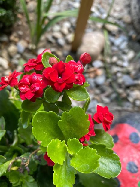 92E08E5A-94DC-4694-B05C-A9F230A898AB - Florile mele 2020