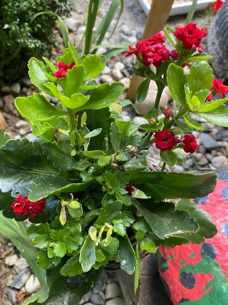 8C7BCE32-514F-4479-AF12-BBECC9E50449 - Florile mele 2020