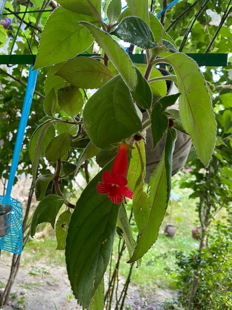 BFE72054-4F73-42D1-BEF7-5DBE03B14A35 - Florile mele 2020