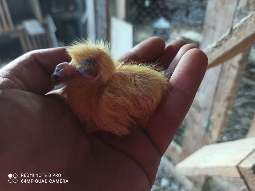 BOT GROS - POZE VRDF