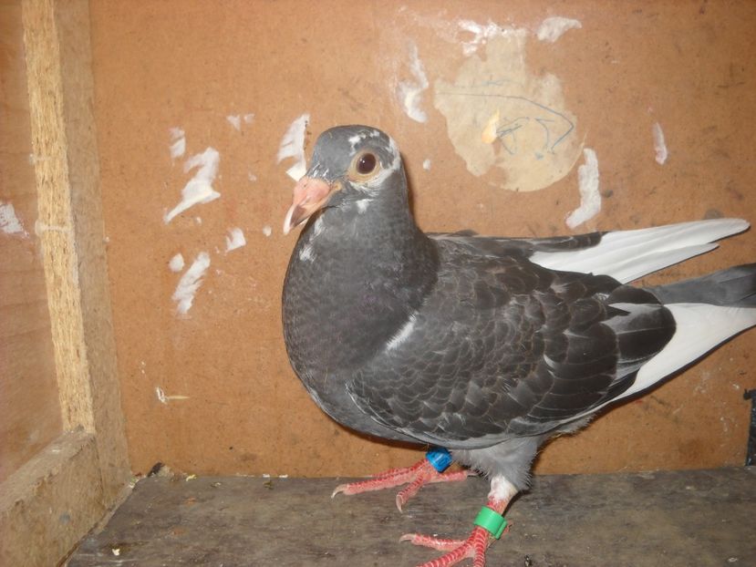  - PORUMBEI VANDUTI 2