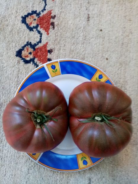 CHEROKEE CHOCOLATE - TOMATE 2020 ALBUM 15