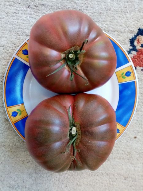 CHEROKEE CHOCOLATE - TOMATE 2020 ALBUM 15